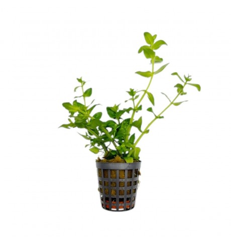 Bacopa amplexicaulis, 1 vnt (užsakoma prekė) Bacopa amplexicaulis, 1 vnt (užsakoma prekė)